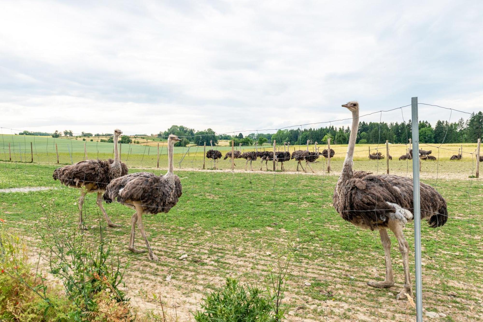Beutenmuehle Straussenfarm Dach Owingen Zewnętrze zdjęcie