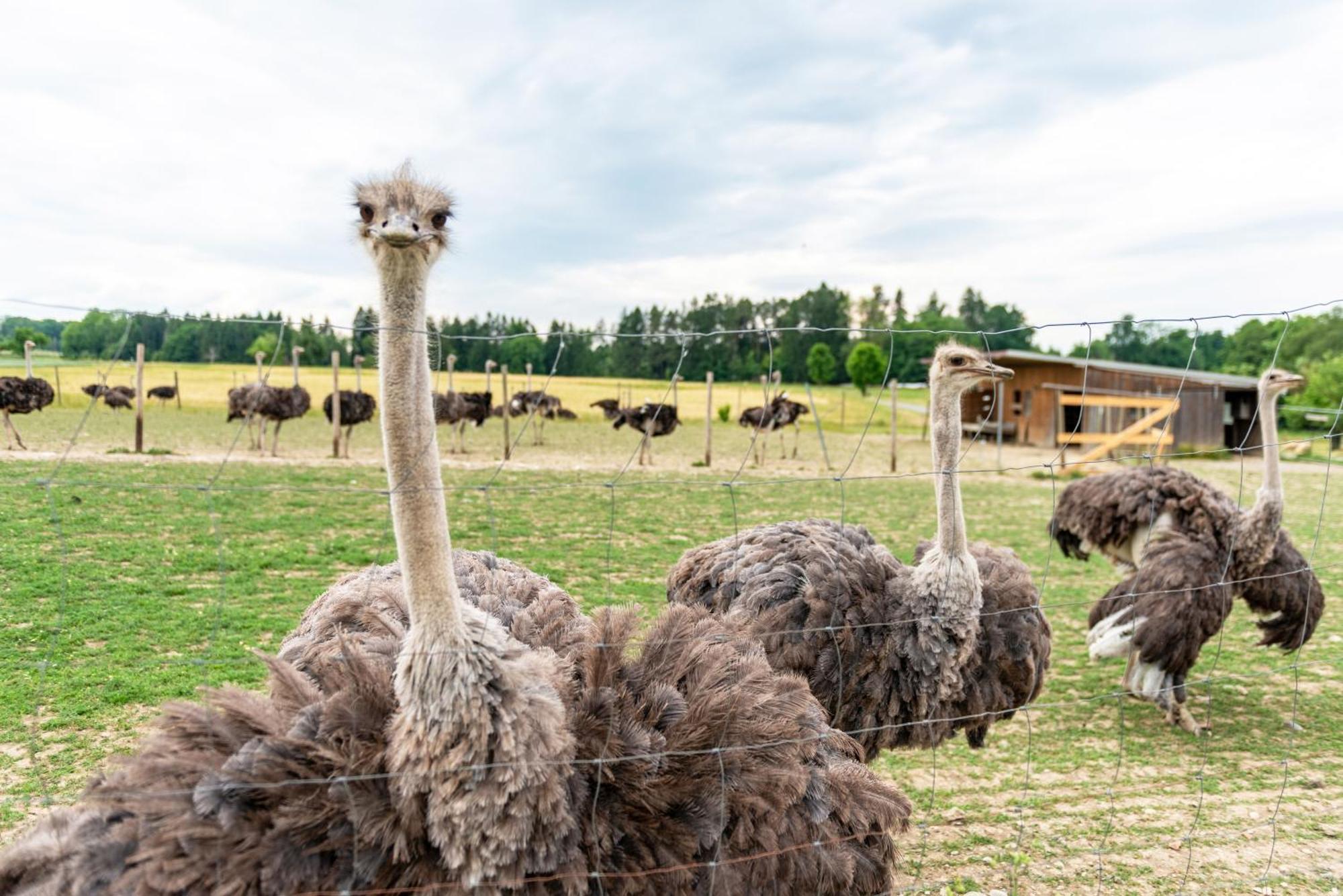 Beutenmuehle Straussenfarm Dach Owingen Zewnętrze zdjęcie