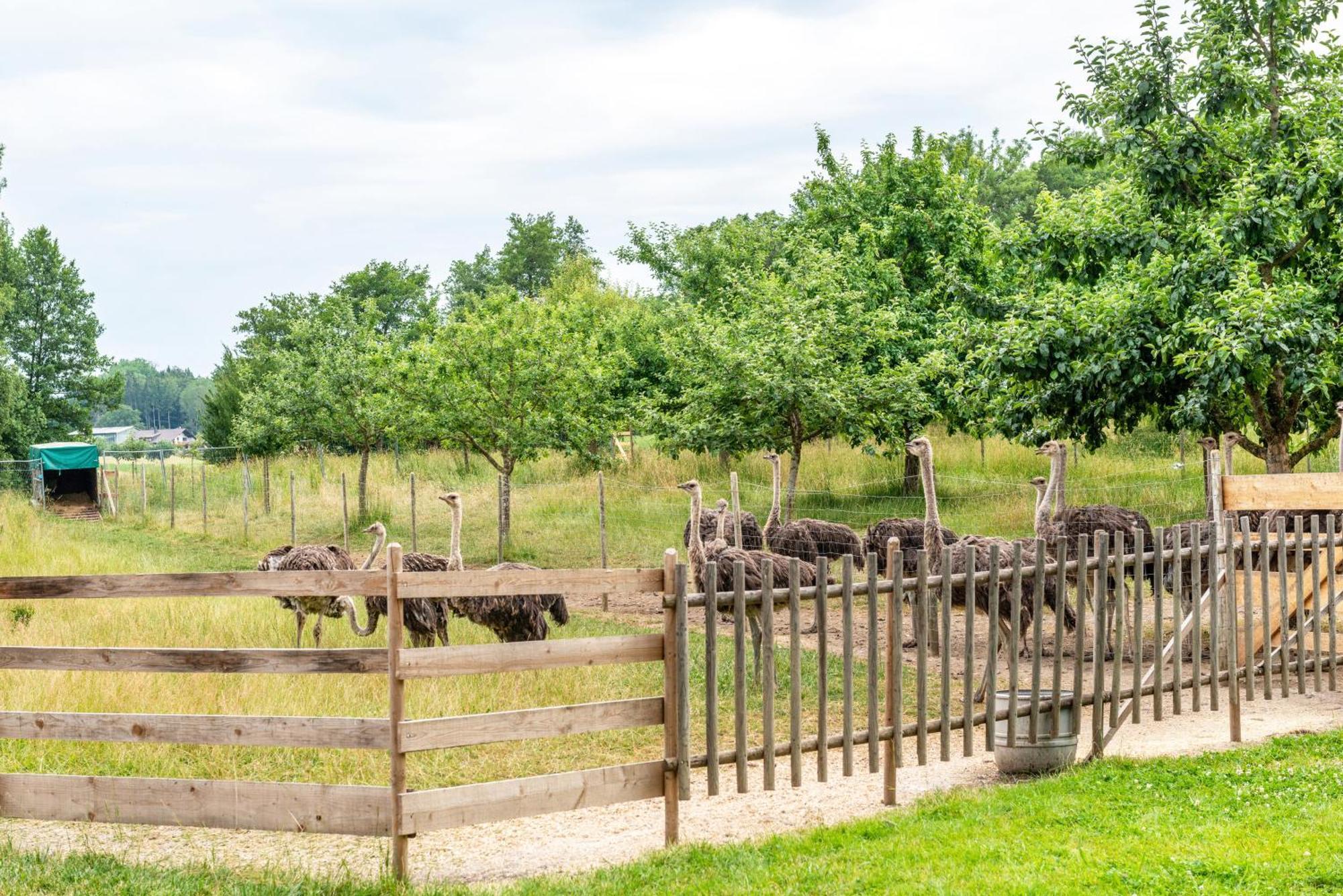Beutenmuehle Straussenfarm Dach Owingen Zewnętrze zdjęcie