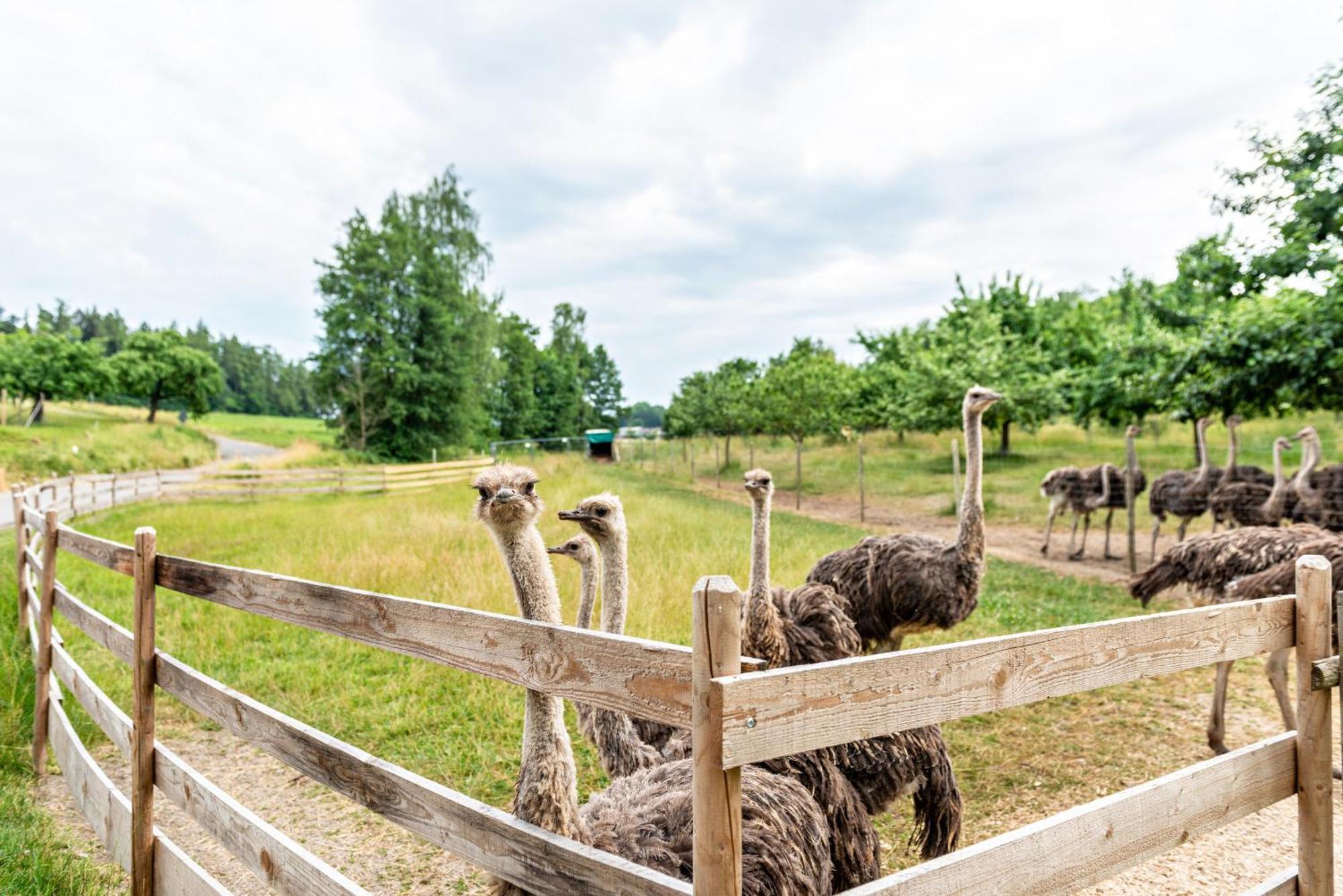 Beutenmuehle Straussenfarm Dach Owingen Zewnętrze zdjęcie